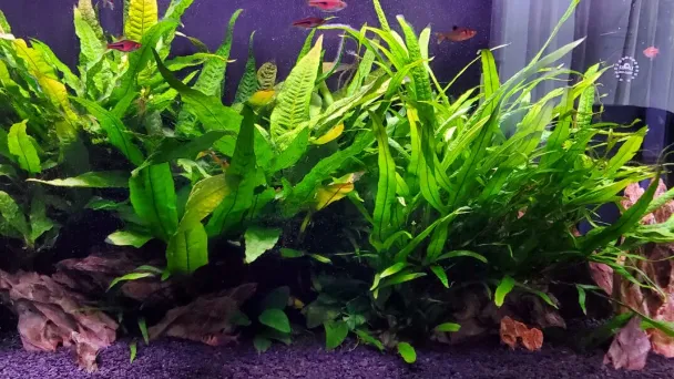 how-to-plant-a-java-fern-in-aquarium