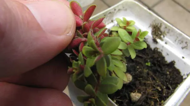 how-to-propagate-your-peperomia-obtusifolia