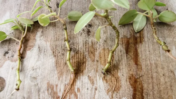 How to Propagate Your Peperomia Obtusifolia (Baby Rubber Plant)