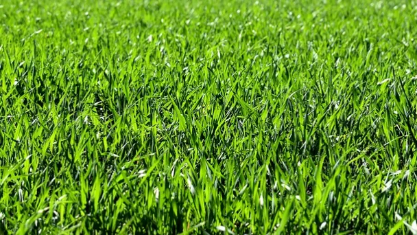 what-does-bahia-grass-look-like