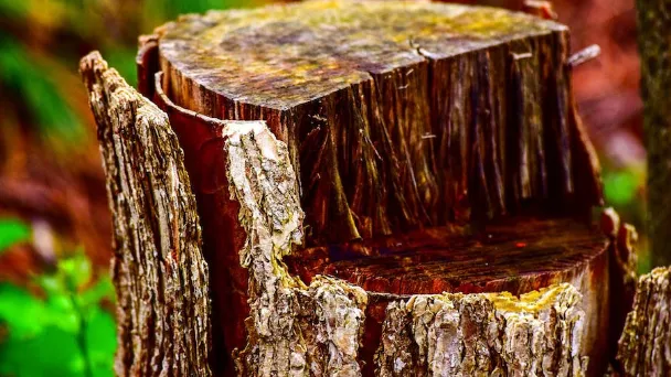 how-to-kill-tree-stumps-with-bleach