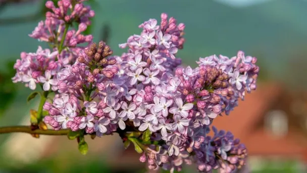 when-and-how-to-prune-a-lilac-bush