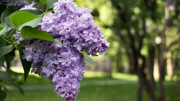 When And How To Prune A Lilac Bush Like a Pro