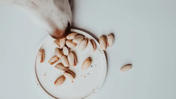 Can Dogs Eat Pistachios - What Are The Risks