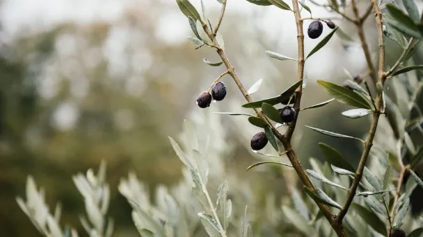 Does Olive Tree Have Invasive Roots - Olive Tree Root Systems
