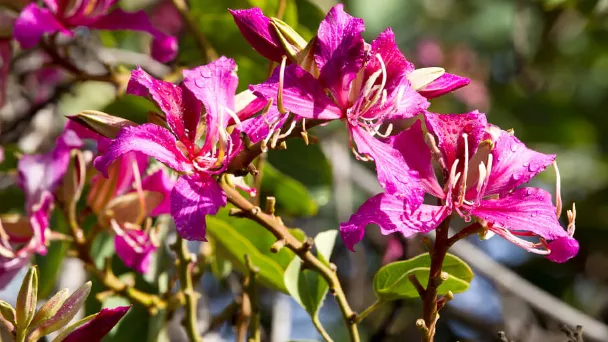 Hong Kong Orchid Tree Pros And Cons - How Fast Does It Grow