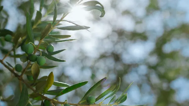 Olive Leaf Tea Benefits & How to Use