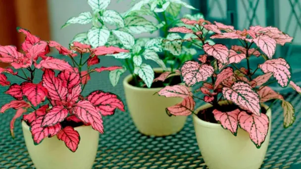 How Long Do Polka Dot Plants Live - How to Extend Their Life
