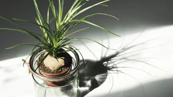 How Often to Water Your Ponytail Palm?