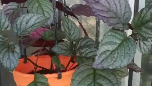 how-to-propagate-purple-waffle-plant