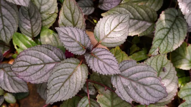 How to Propagate Purple Waffle Plant with Simple Steps
