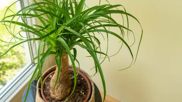is-ponytail-palm-toxic-to-cats