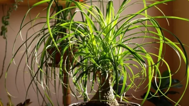 is-ponytail-palm-toxic-to-cats