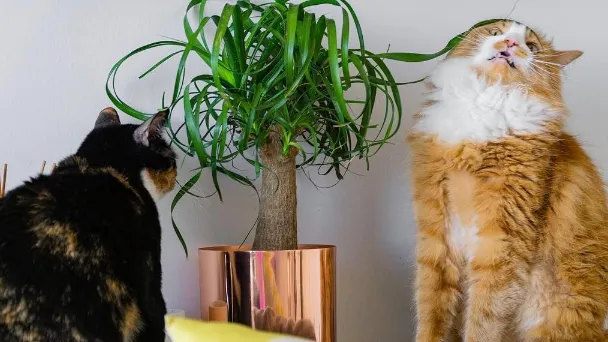 Is Ponytail Palm Toxic To Cats - Explained & Facts