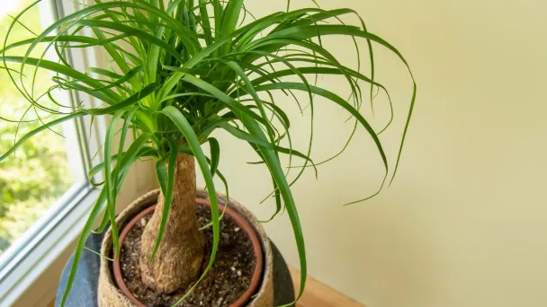 why-does-my-ponytail-palm-have-brown-tips