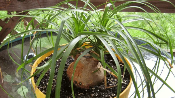why-does-my-ponytail-palm-have-brown-tips