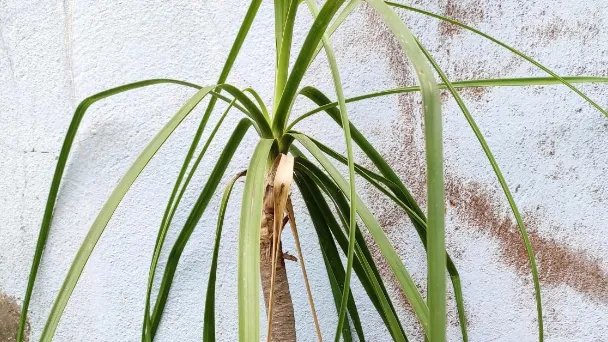 Why Does My Ponytail Palm Have Brown Tips - How to Fix