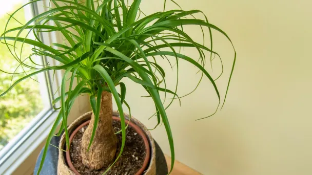 How Can I Make My Ponytail Palms Grow Taller & Faster?
