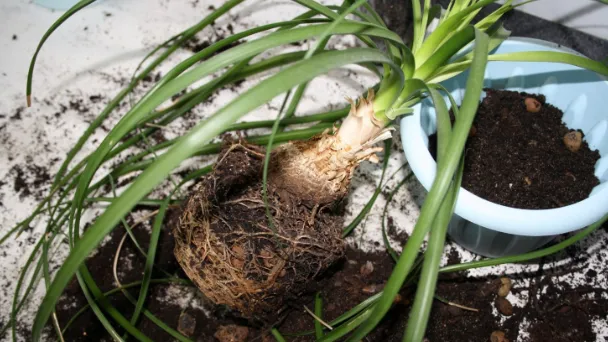 how-to-prune-a-ponytail-palm-plant