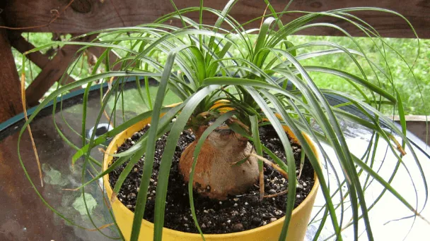 How To Prune A Ponytail Palm Plant with Simple Steps