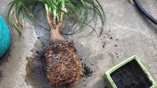 how-to-repot-ponytail-palm