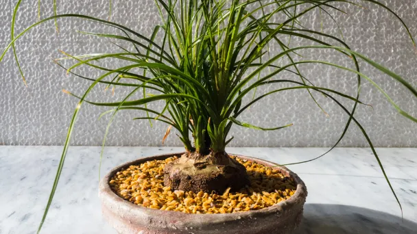 How to Repot Ponytail Palm - A Guide To Transplant