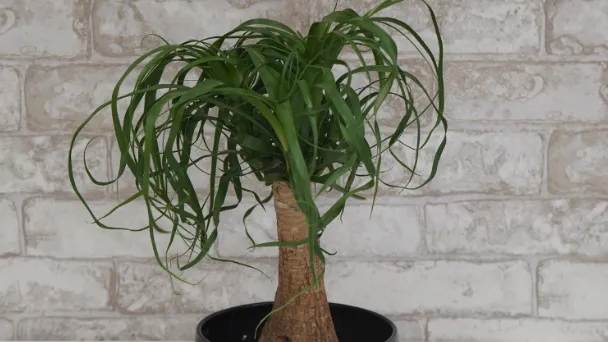how-to-save-your-underwatered-ponytail-palm