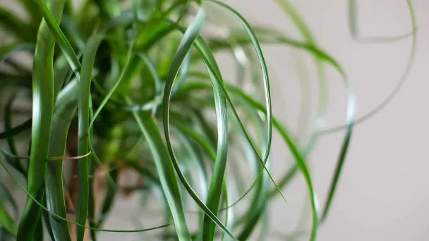 How to Save Your Underwatered Ponytail Palm