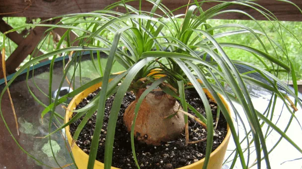 Overwatered Ponytail Palm - Signs & How to Save It