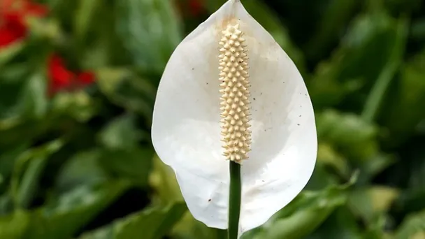 are-peace-lily-plants-toxic-to-cats