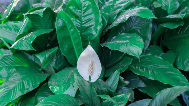 How Long Do Peace Lilies Last - How to Make Them Live Longer