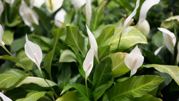how-to-fertilize-peace-lilies