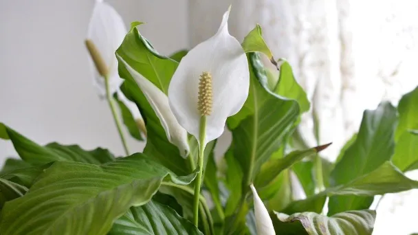 how-to-repot-a-peace-lily