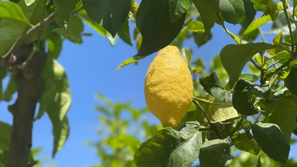 lemon-tree-leaves-turning-yellow
