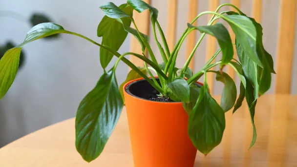Peace Lily Drooping & Keep Wilting - How to Save It