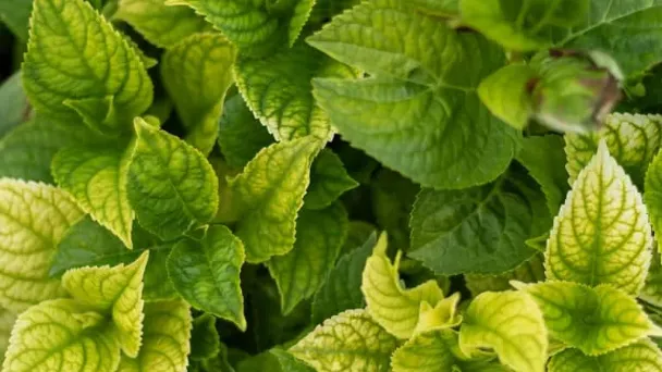 reasons-hydrangea-leaves-turning-yellow