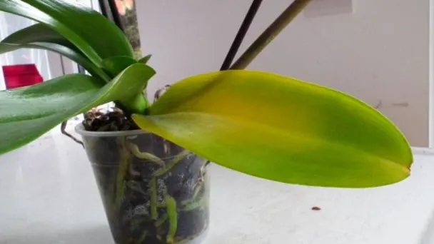 why-are-my-orchid-leaves-turning-yellow