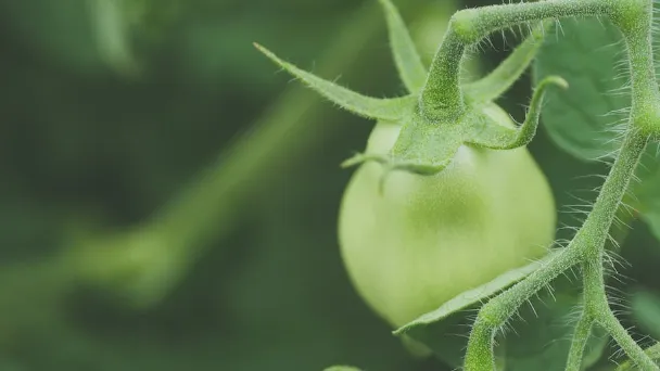 Why Are My Tomato Leaves Turning Yellow - 7 Reasons & Solutions