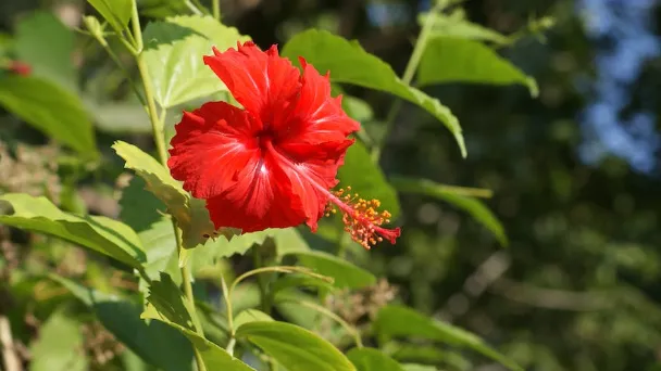 why-do-my-hibiscus-leaves-turn-yellow