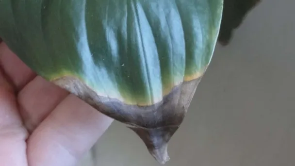 Why Do My Peace Lily Leaves Tips Turn Brown - Common Reasons