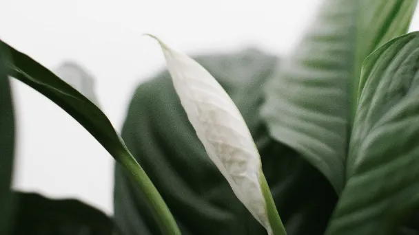 why-is-my-peace-lily-not-blooming