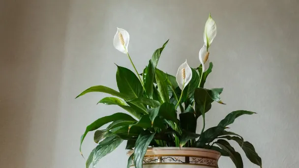 why-is-my-peace-lily-not-blooming