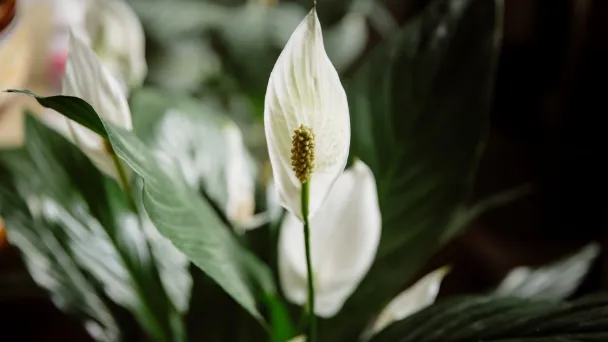 Why Is My Peace Lily Not Blooming - Causes & How to Get Them Bloom