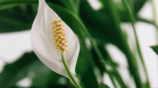 how-to-grow-peace-lilies-outdoors