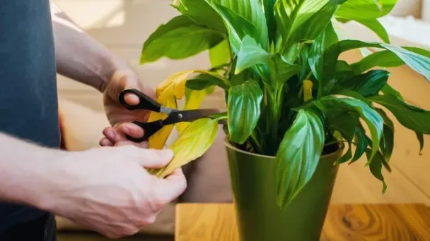 how-to-prune-peace-lily-plants 