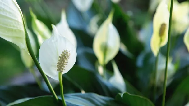 Why Is My Peace Lily Dying - 5 Reasons & How to Revive