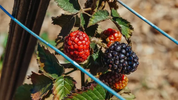 boysenberry-vs.-blackberry