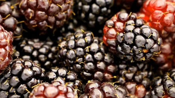 Boysenberry vs. Blackberry - Are They The Same Thing