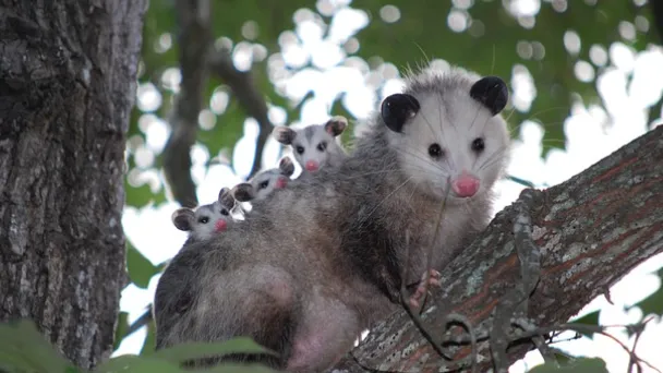 do-possums-eat-snakes