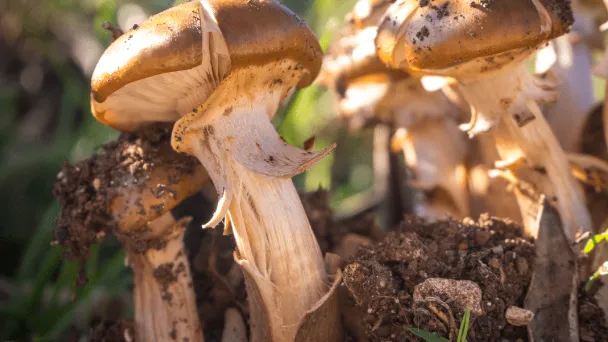 how-to-grow-portobello-mushrooms